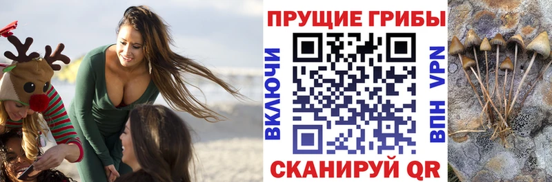 магазин  наркотиков  Новотитаровская  Псилоцибиновые грибы прущие грибы 